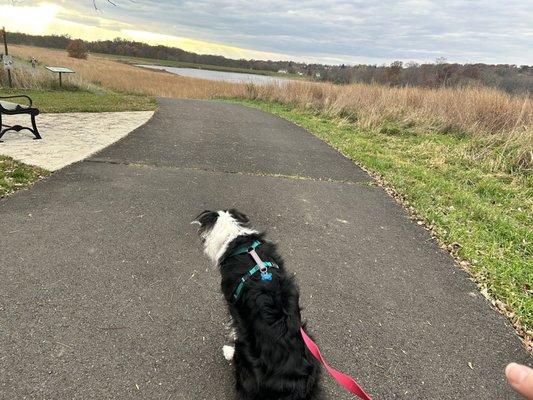 Border collie with water behind