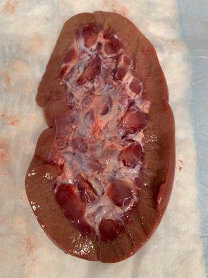 Dissected pig kidney