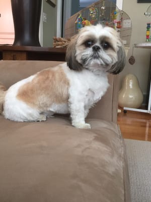 Paco Santiago after his first grooming at Green Groomers! Great job!