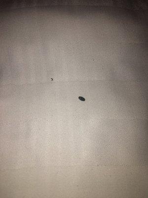 Mouse poop on my bed