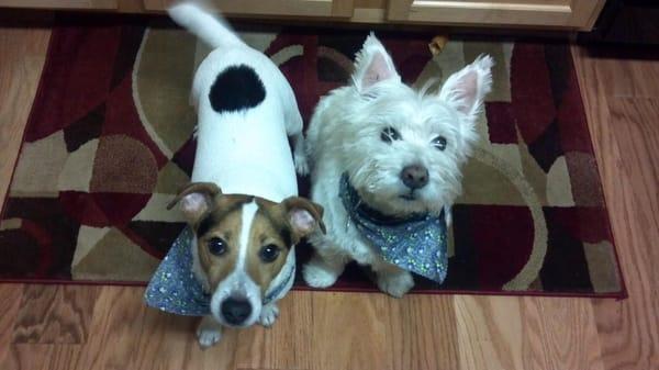 Ollie & Sammy looking all spiffy after a day at the spa.