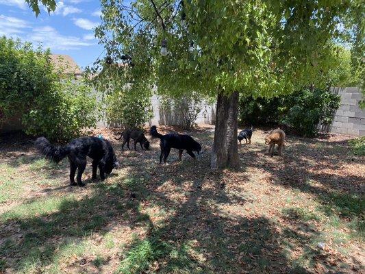 My backyard for dog boarding at my home with 3 friendly giant pupper friends!