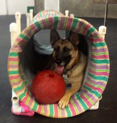 My dog loves the tunnel