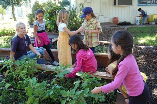 School garden boxes