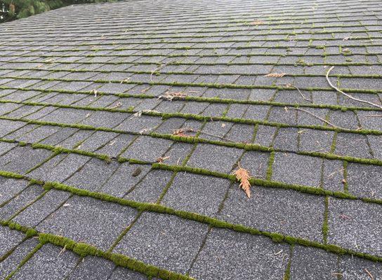 Moss Between Shingles