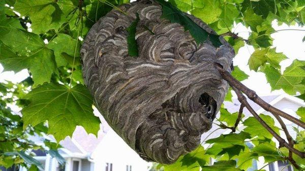 Yellow jacket or bald-faced hornet nest. Once they get bigger than a softball, it would be wise to call a pest control professional.