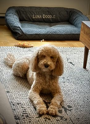 This is Luna, very cute waiting to get her collar.