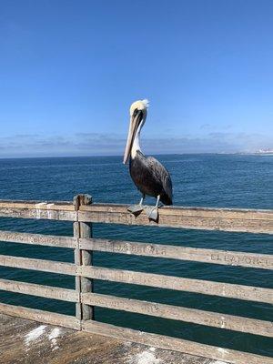 Pelican at Oceanside pier