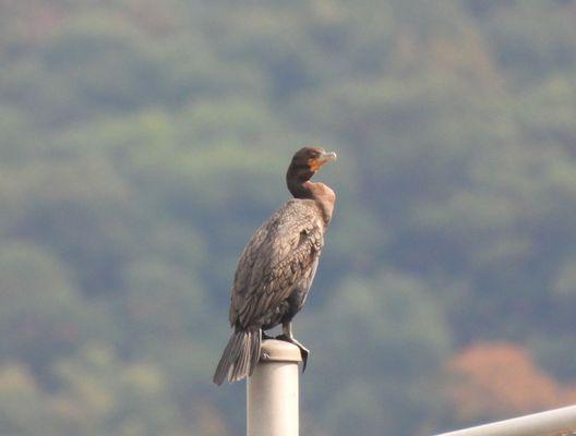 Cormorant