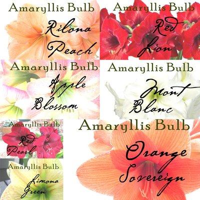 Amaryllis Bulbs !  lots of colors to choose from !