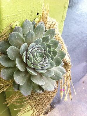 Sempervivum (hens and chicks) on store front