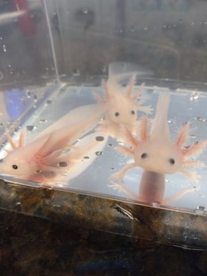 Leucistic Axolotl