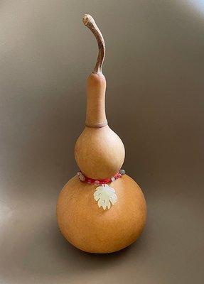 Chinese medicine calabash, known as bottle gourd for herbal medicine