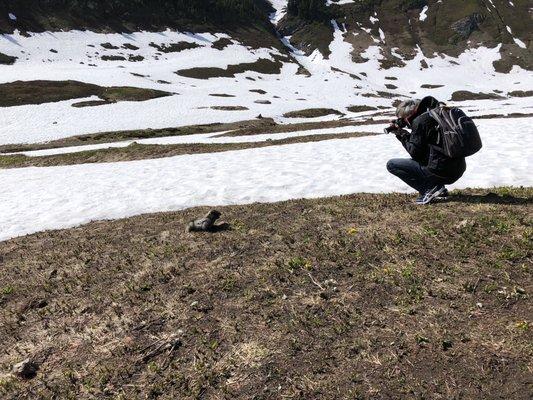 Marmot - Paradise Park 19Jun2019