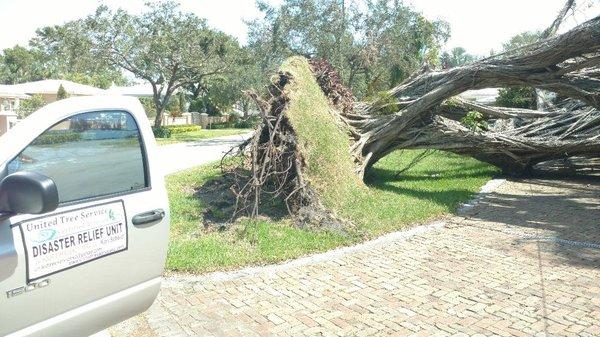 FL hurricane this year huge 200 yr old tree uprooted