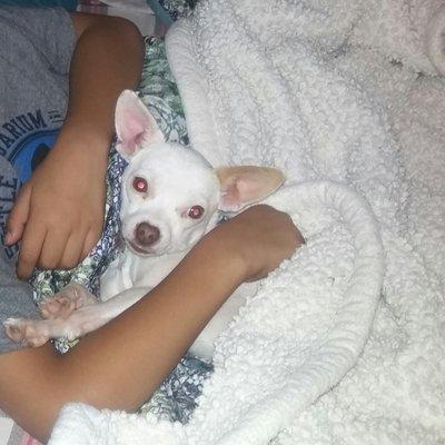 Plz help bring bonny home she being missed any one that sees her feel free to contact 915 5401058 reward given. She's all white CHIHUAHUA