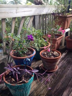 Two of our purchases potted up on our patio.