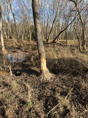 Beaver tree!