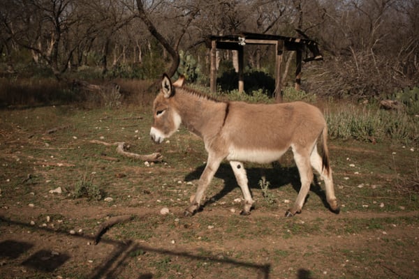 Our own little herd of mission donkeys "out back."