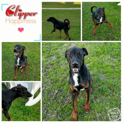 Clipper 1 year old Doberman mix, learning and having fun!