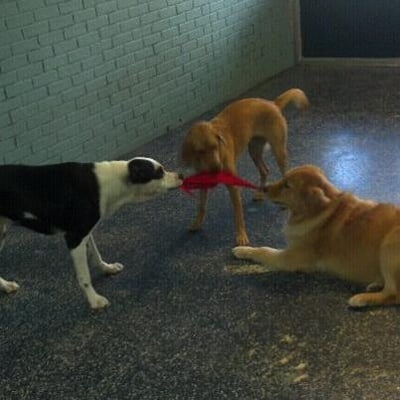 Tug o war doggie daycare