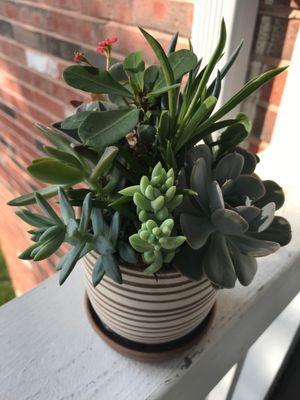 Potted succulent I bought for my sun porch