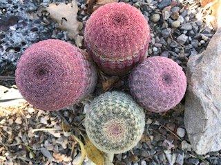 AZ Rainbow Cactus, Echinocereus rigidissimus v. rubispinus