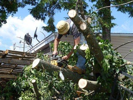 Tree Trimming