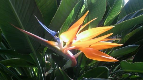 Bird of paradise flower