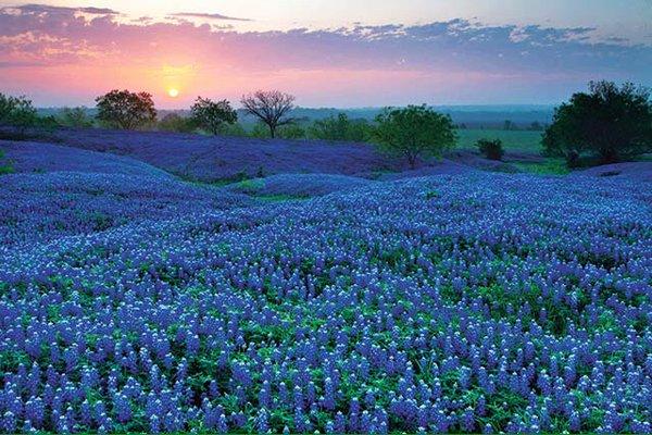 Spring Bluebonnets