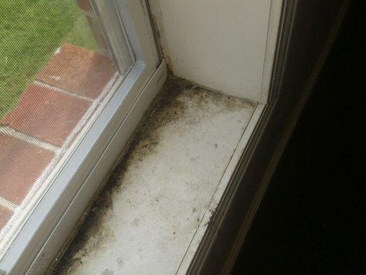 Black mold and mildew