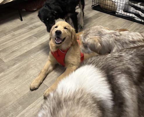 Freddie getting attention from ladies Frida & Kora