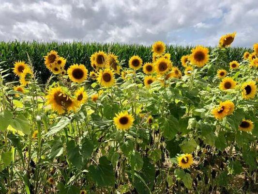 Sunflower always stands tall and towards the sunshine it feels the strength of the rays of up above.