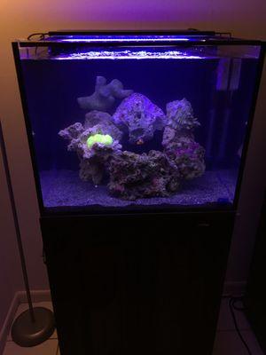 Joeys 40 gallon nuvo