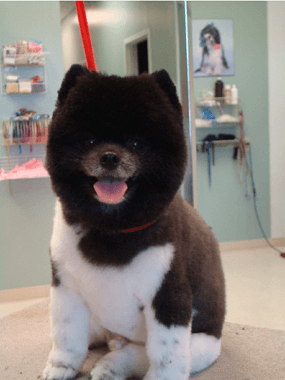 Pomeranian in a sport clip