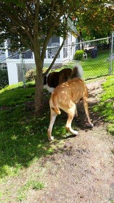 Peanut came to visit our friend Gus who thought he was a big dog.