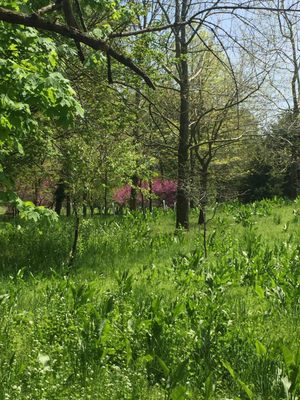 Walking path view