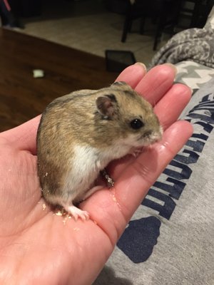 Chinese Dwarf Hamster