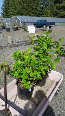 One Hydrangea Macrophylla Enziandom, and one Hydrangea Macrophylla Sensation. Both 3 year pots.