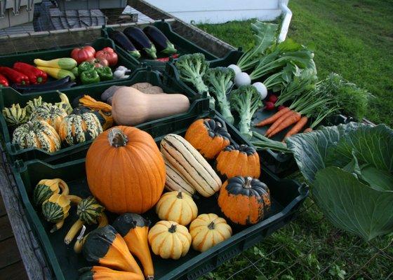 Late August veggies bound for the Dutchess County fair.