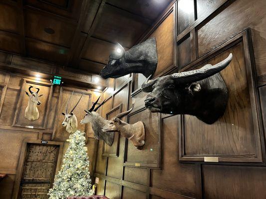 Amazing taxidermy