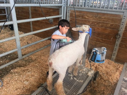 Master Cory, hard at work grooming one of his show sheep.