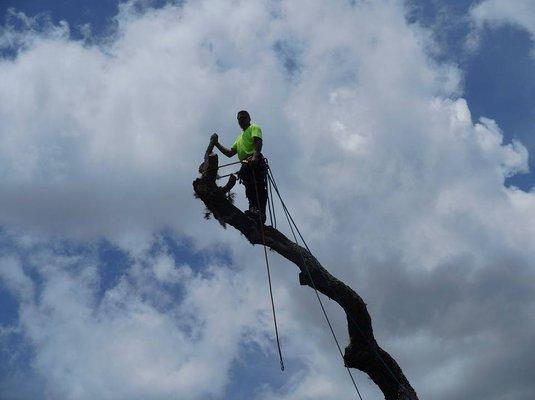 Jamie's Tree Service