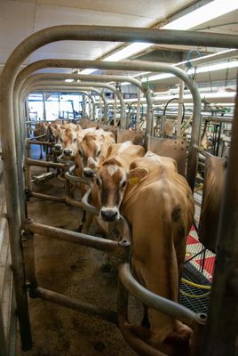 Jersey Cows in Parlor Milking