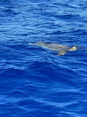 Turtle that visited us on our dive.