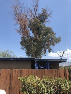 Removed this very large dying eucalyptus tree