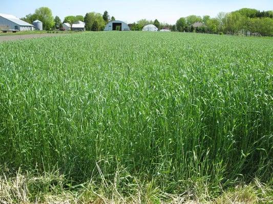 Eastern Colorado Seed Cover Crops