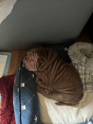 Shar Pei pups 8 weeks now