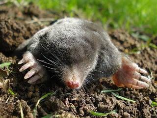 Mole