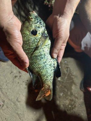 Bluegill's caught at the Colorado River Blythe CA